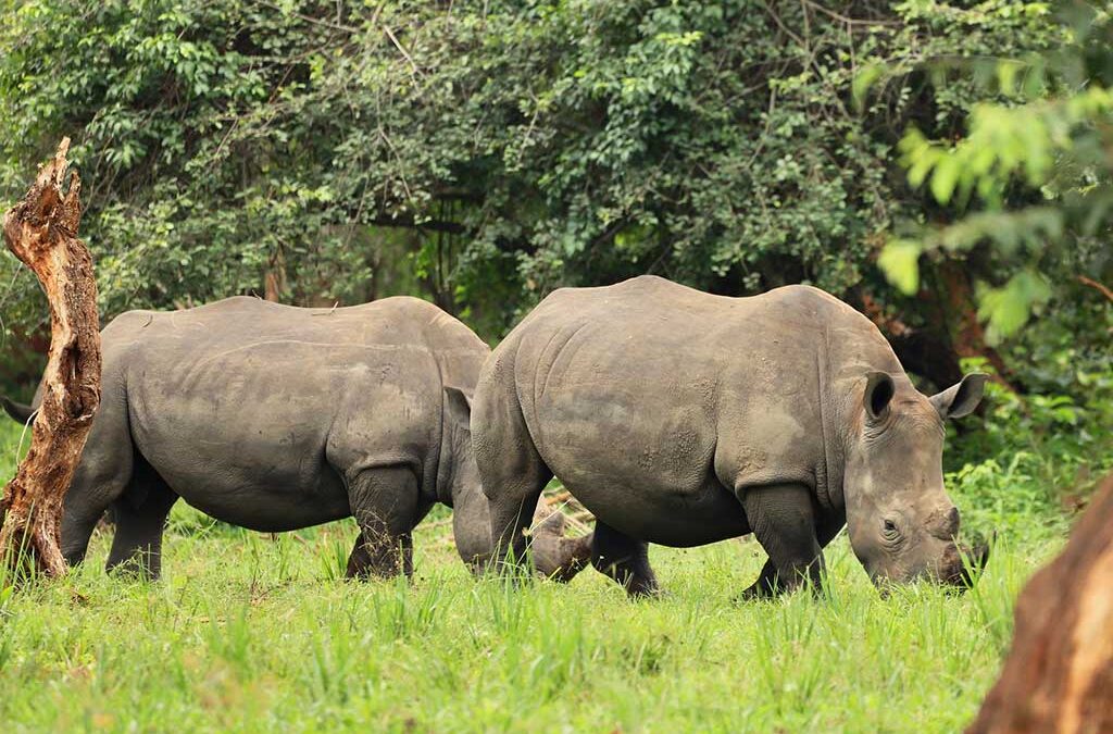 10 Days Uganda Rwanda Safari