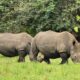 10 Days Uganda Rwanda Safari