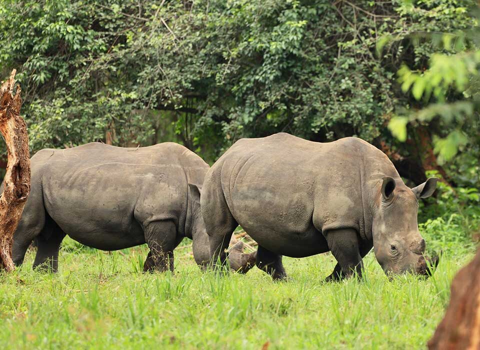 10 Days Uganda Rwanda Safari