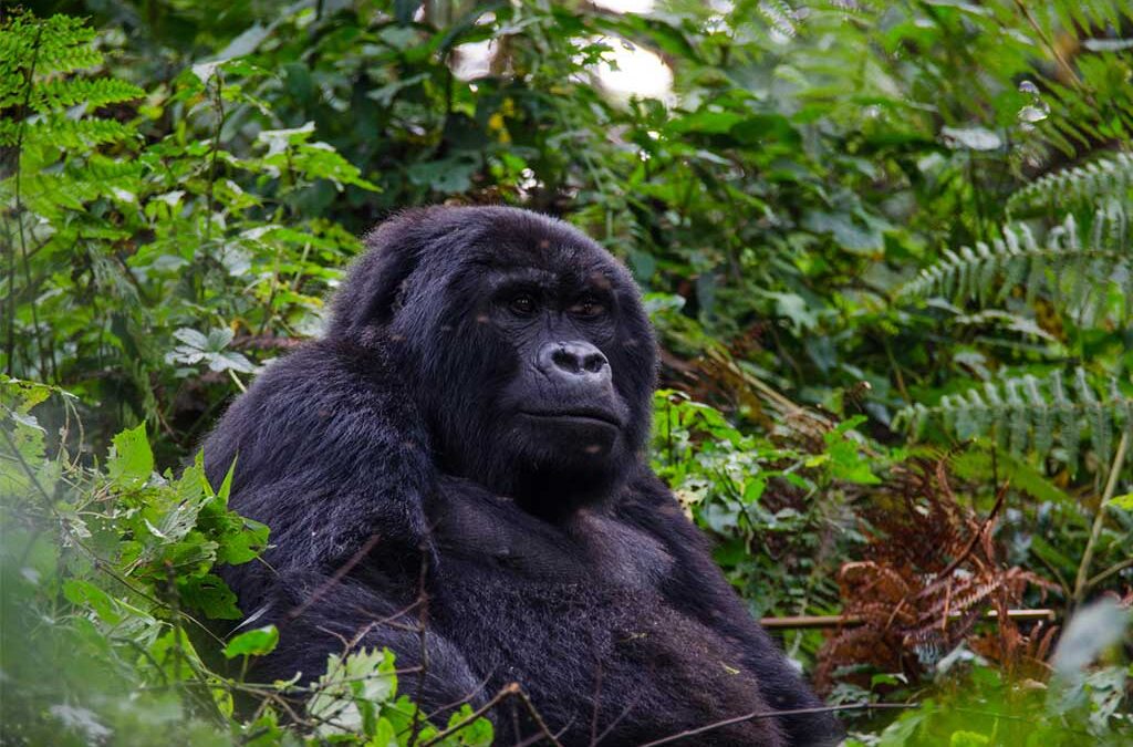 Female Gorilla