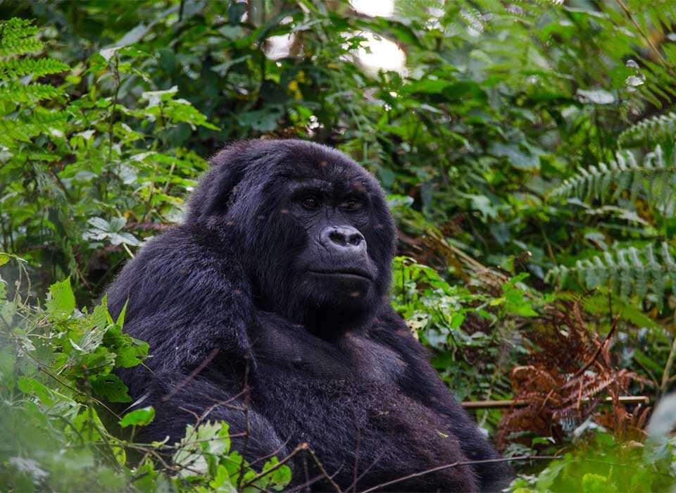 Female Gorilla