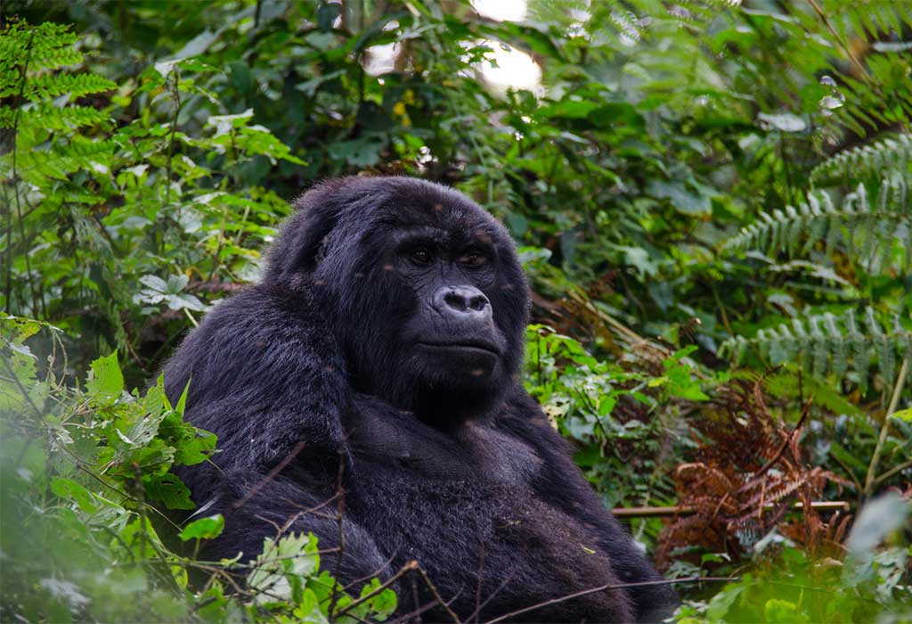 2 Days Bwindi Gorilla Trekking From Kigali