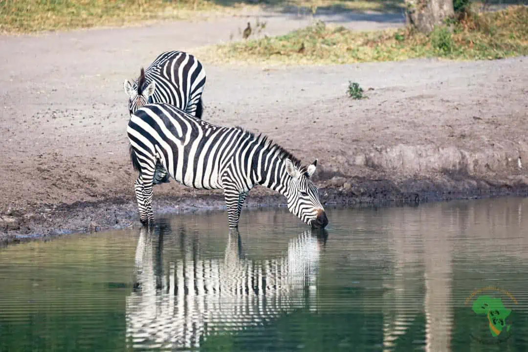  2 Days Lake Mburo National Park