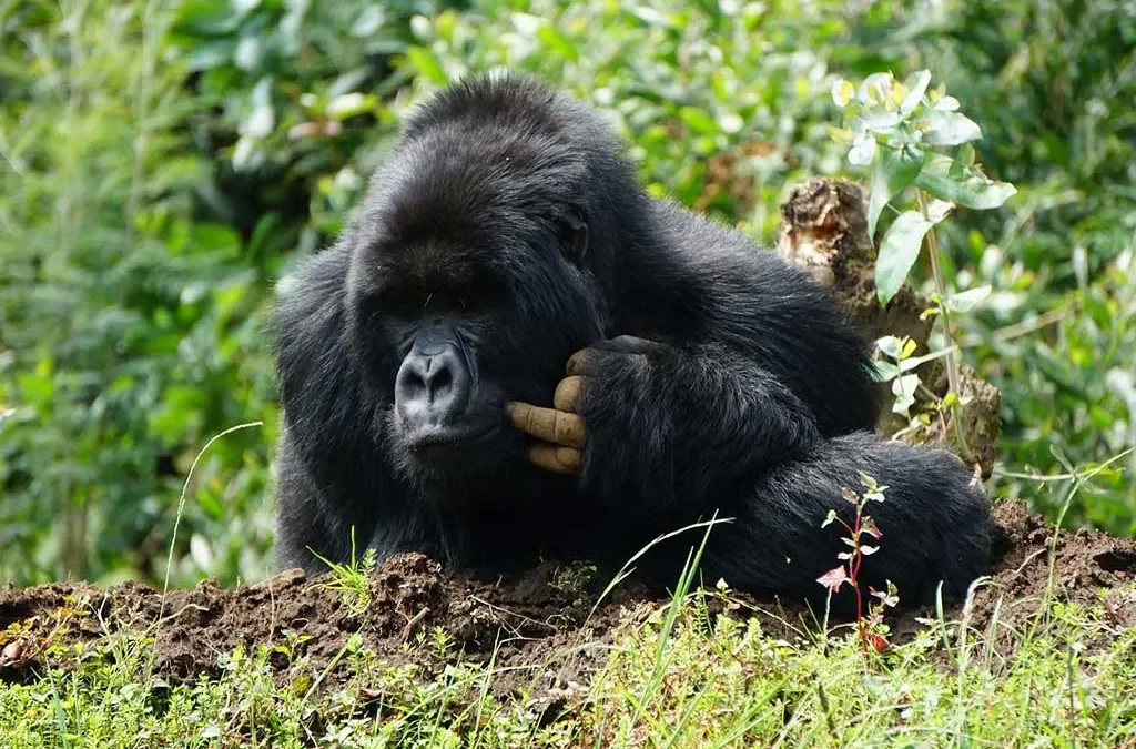 2 Days Rwanda Gorilla Tour