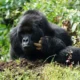 2 Days Rwanda Gorilla Tour