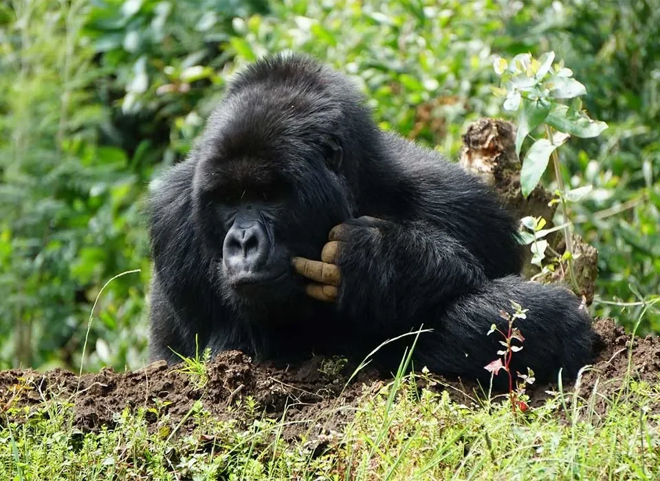 2 Days Rwanda Gorilla Tour