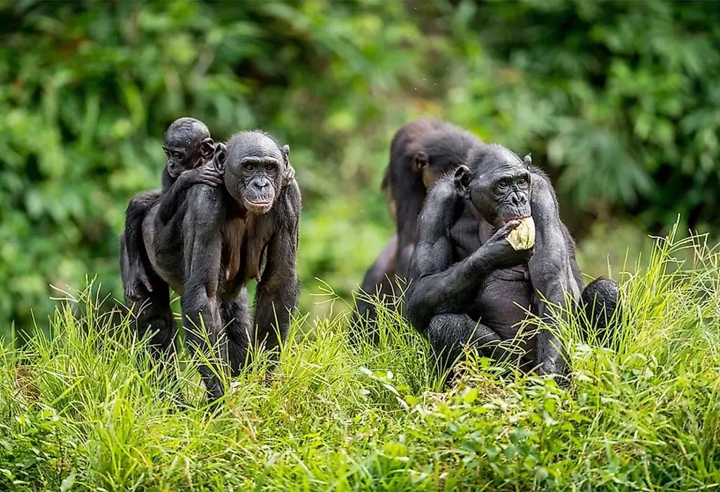 3 Days Bonobo Chimpanzee Trekking