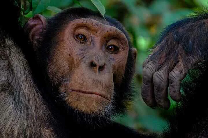 3 Days Chimpanzee Trekking Tour in Kibale Forest National Park