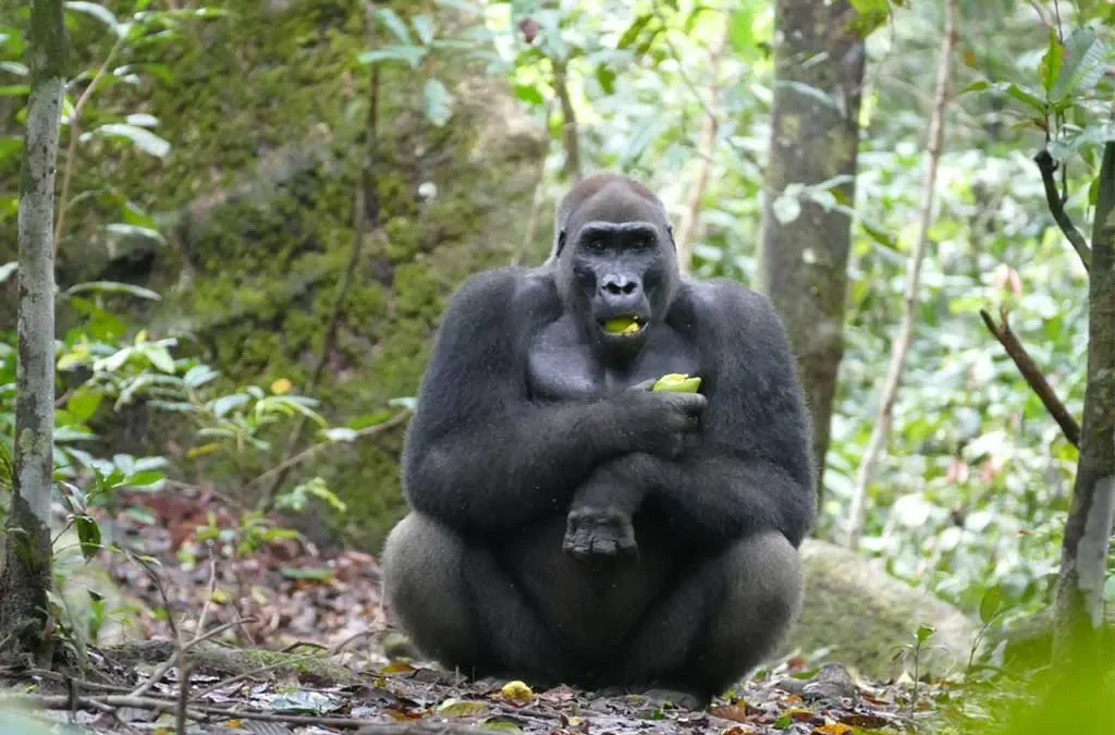 3-Days-Congo-Lowland-Gorillas-and-Chimpanzees,-chimpanzees,-lowland-gorillas