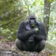 3-Days-Congo-Lowland-Gorillas-and-Chimpanzees,-chimpanzees,-lowland-gorillas