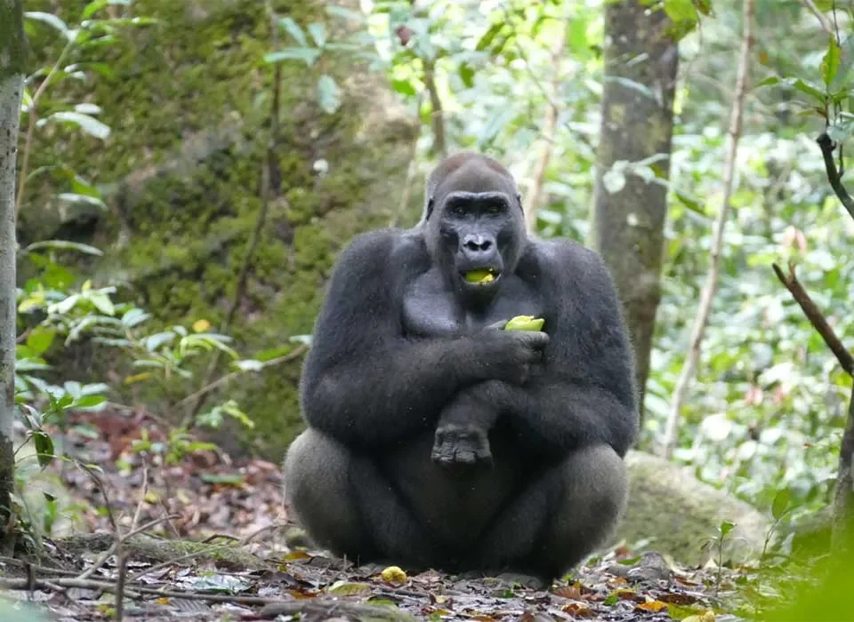 3-Days-Congo-Lowland-Gorillas-and-Chimpanzees,-chimpanzees,-lowland-gorillas