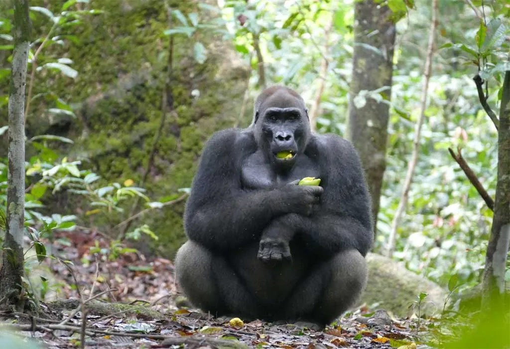 3 Days Congo Lowland Gorillas and Chimpanzees, chimpanzees, lowland gorillas