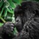 3 Days Gorilla Trekking In Mgahinga Gorilla National Park