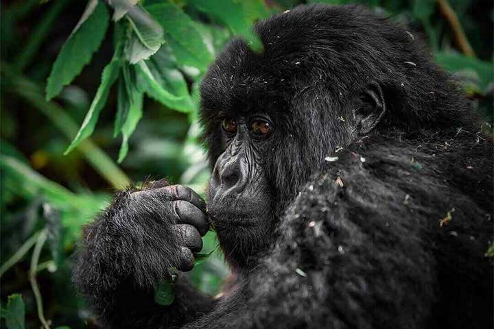 3 Days Gorilla Trekking In Mgahinga Gorilla National Park