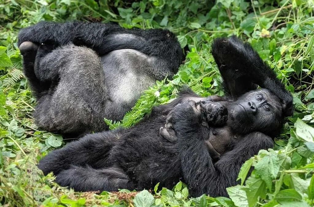 Lowland gorillas