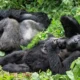 Lowland gorillas