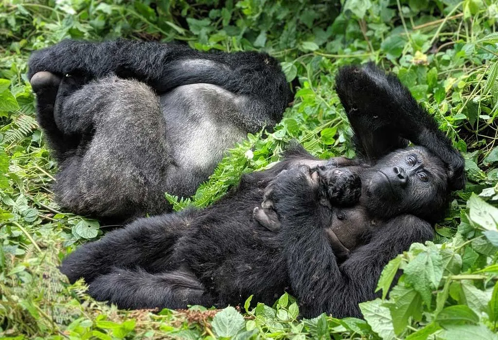 3 Days Kahuzi-Biega Lowland Gorilla Trekking Safari