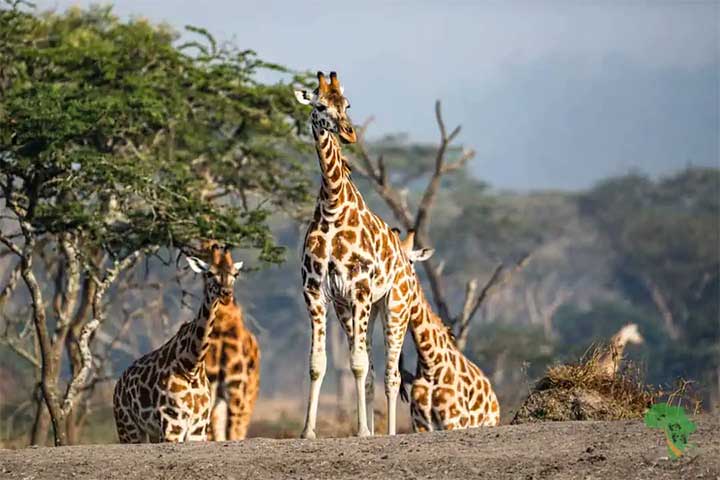  3 Days Lake Mburo Wildlife Safari