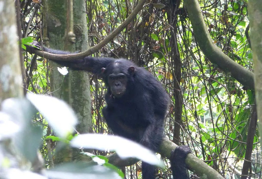 3 Days Rwanda Chimpanzee Trekking Tour