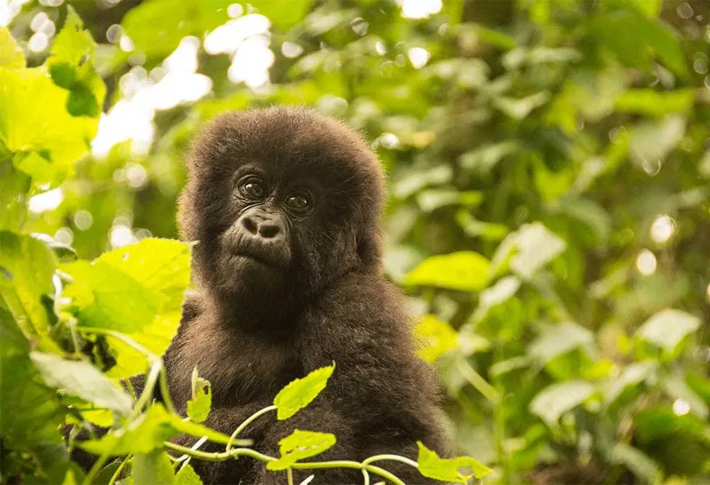 3 Days Senkwekwe Gorilla Orphanage Visit