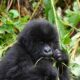 Mountain Gorilla