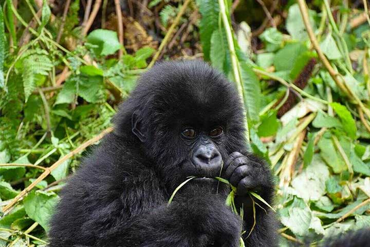 3 Days Uganda Gorilla Tour