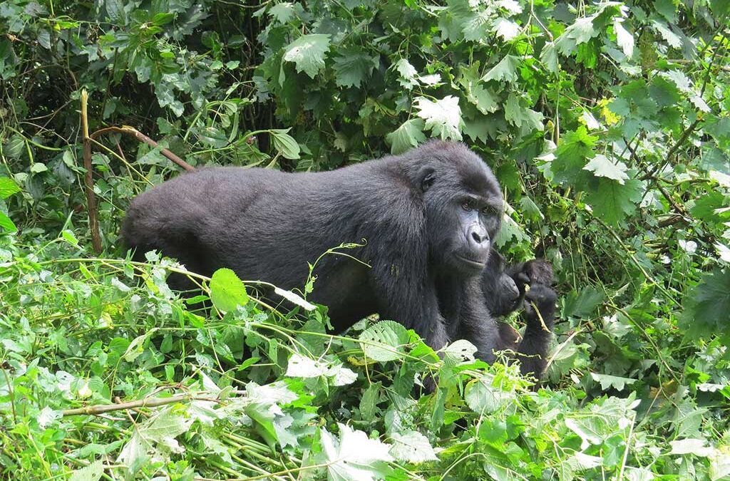 3 Days Uganda Gorilla Trekking From Arusha