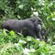 3 Days Uganda Gorilla Trekking From Arusha