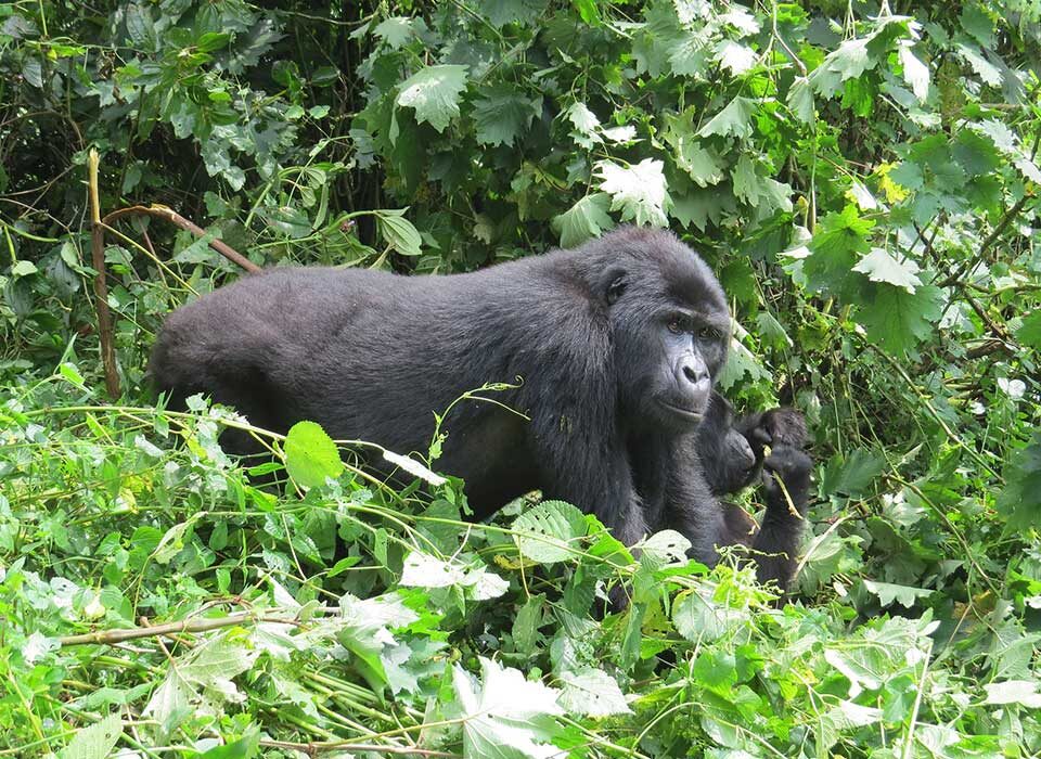 3 Days Uganda Gorilla Trekking From Arusha