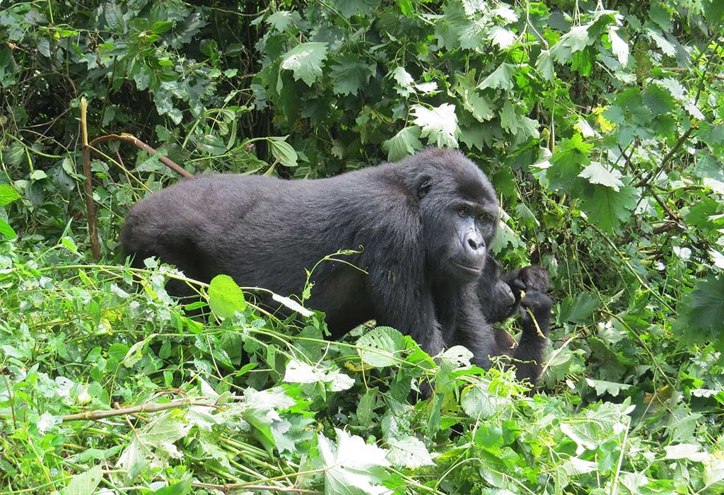 3 Days Uganda Gorilla Trekking From Arusha