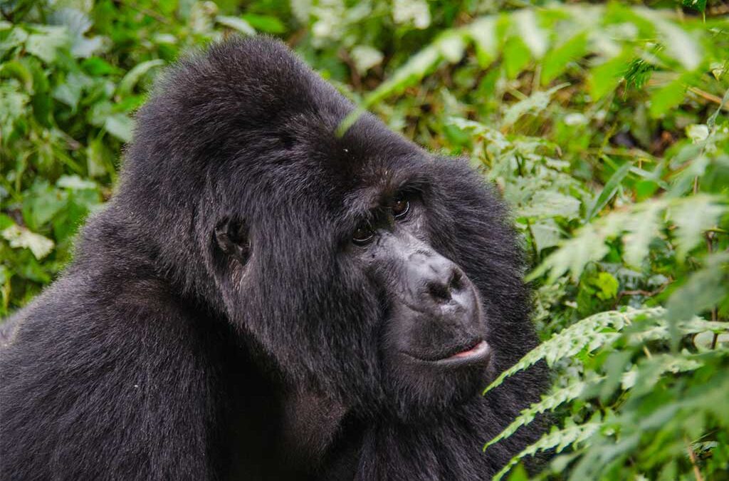 3 Days Uganda Gorilla Tour