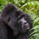 3 Days Uganda Gorilla Tour
