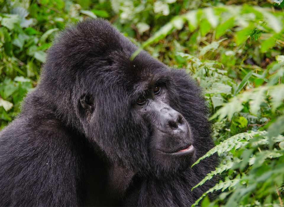 3 Days Uganda Gorilla Tour