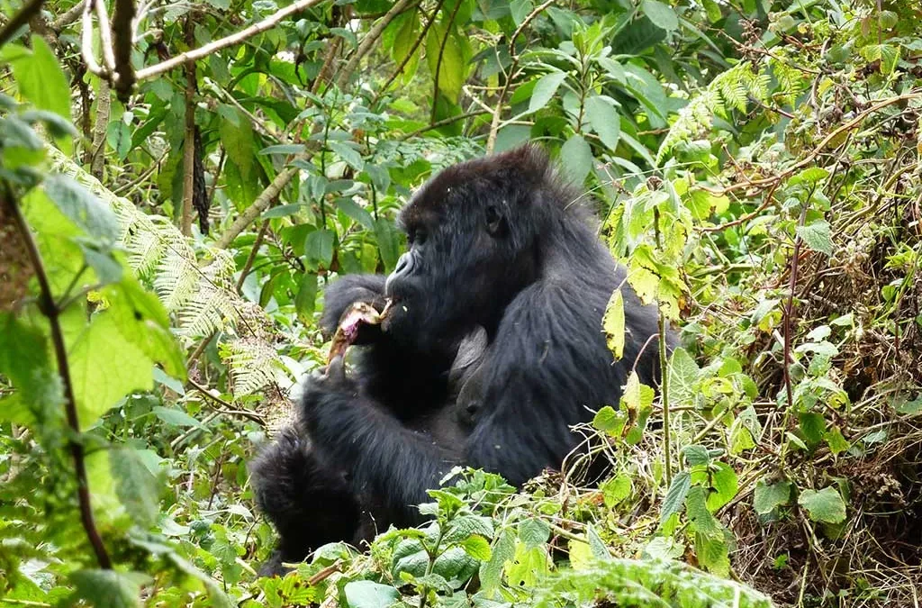 gorilla trekking costs