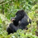 gorilla trekking costs