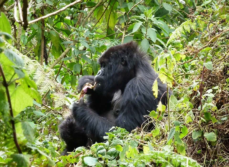 gorilla trekking costs