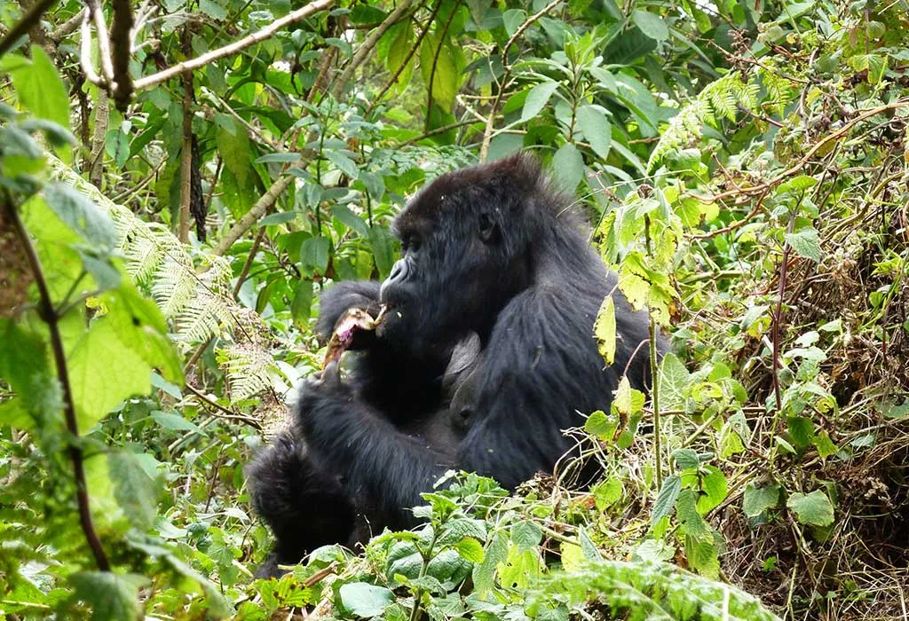 3 Days Virunga Gorilla Safari