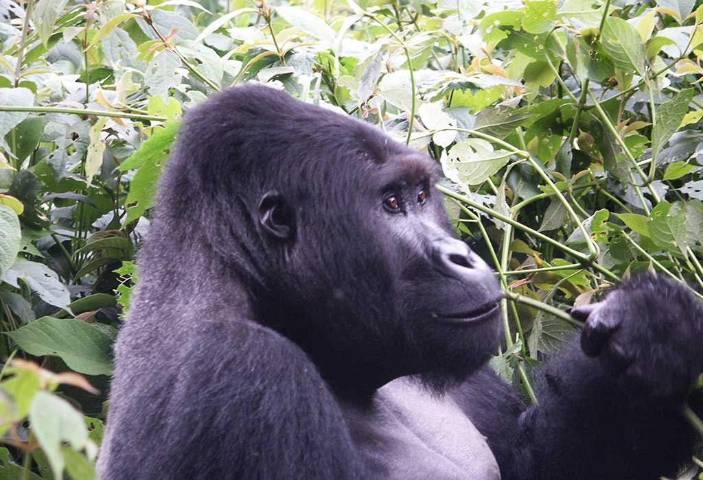 4 Days Congo Gorilla Safari and Nyiragongo Hike