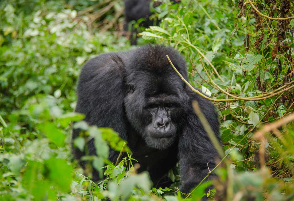 Bwindi Impenetrable forest National Park