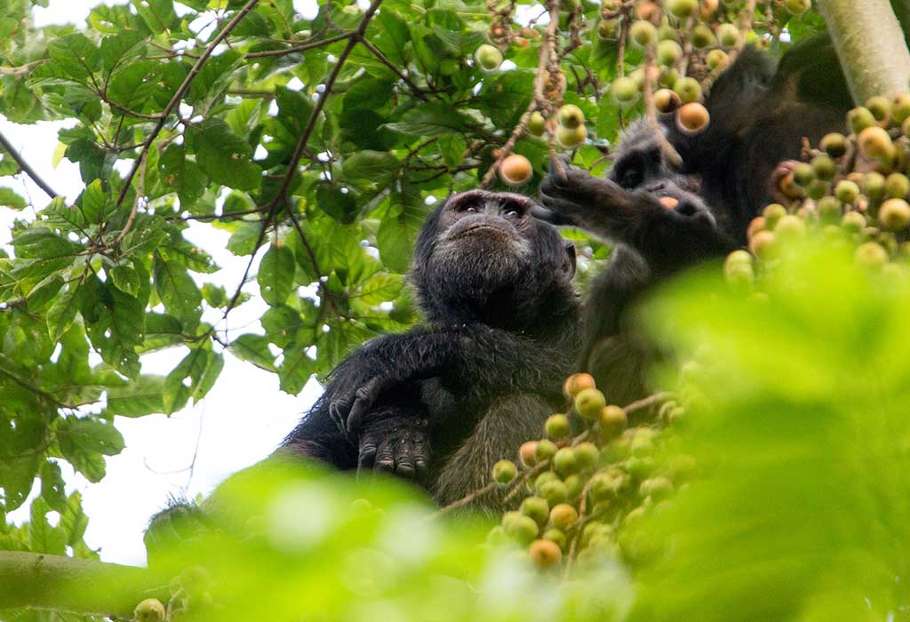 4 Days Kahuzi Biega gorillas and Nyungwe Chimpanzee Trekking Tour