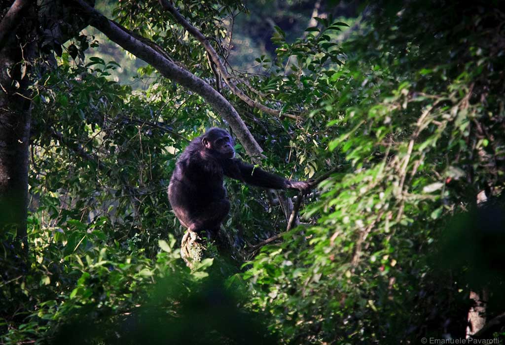 4 Days Nyungwe Primates Safari