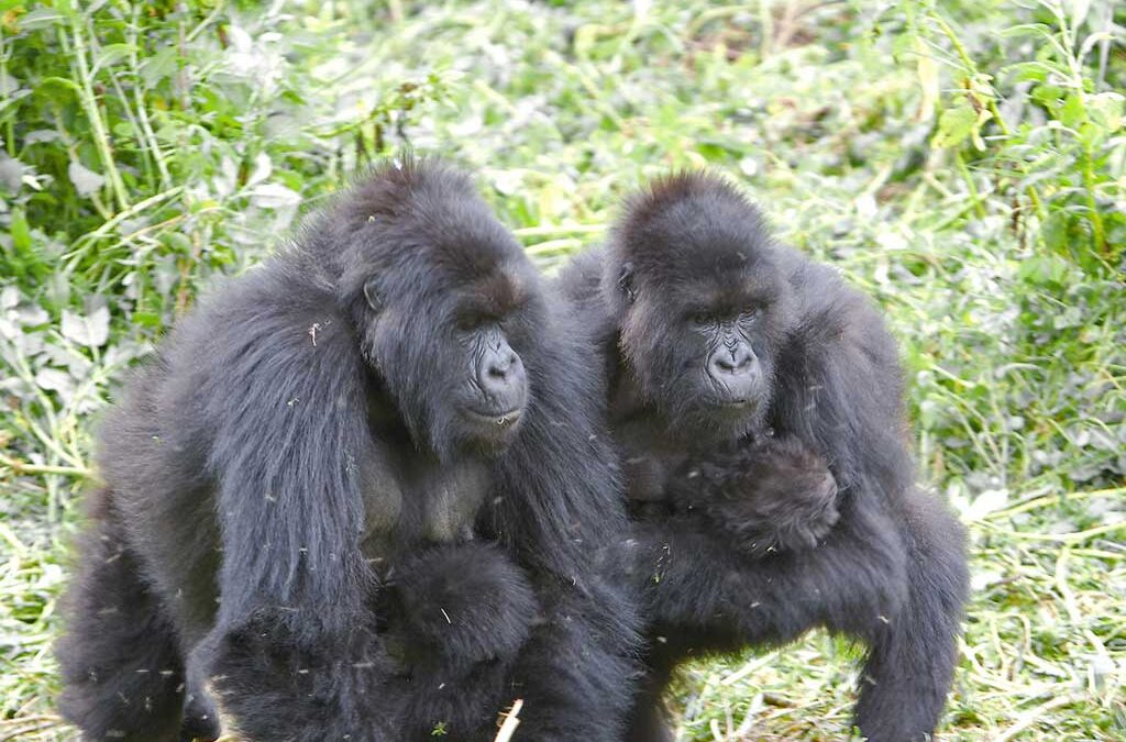how to get to bwindi
