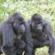 how to get to bwindi