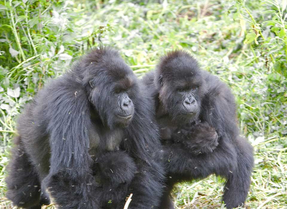 how to get to bwindi