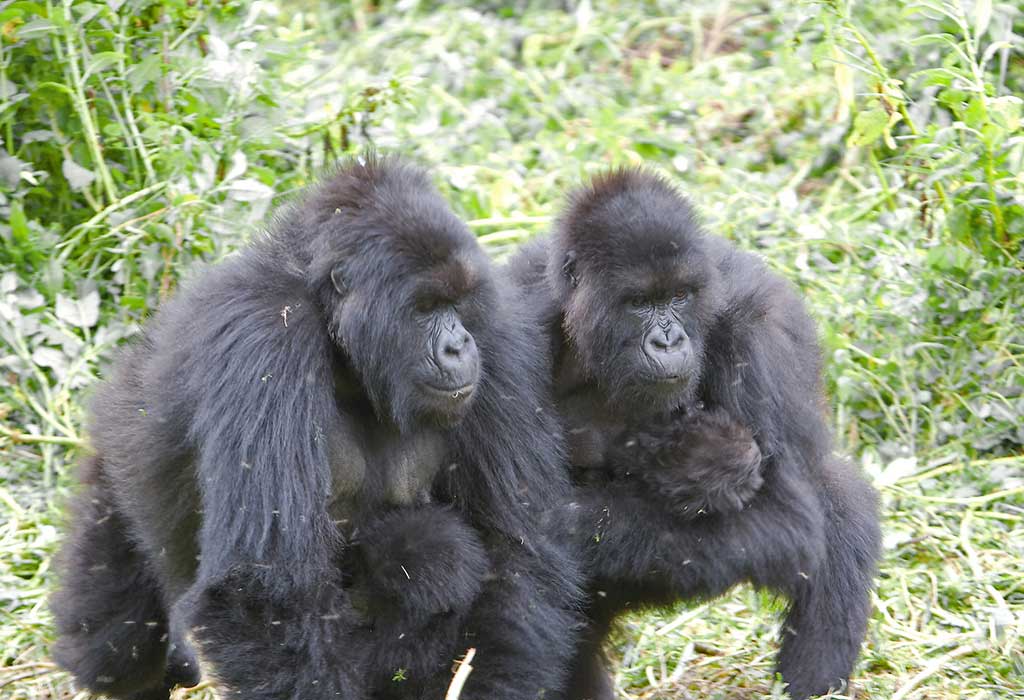 4 Days Rwanda Gorillas and Golden Monkeys Tour