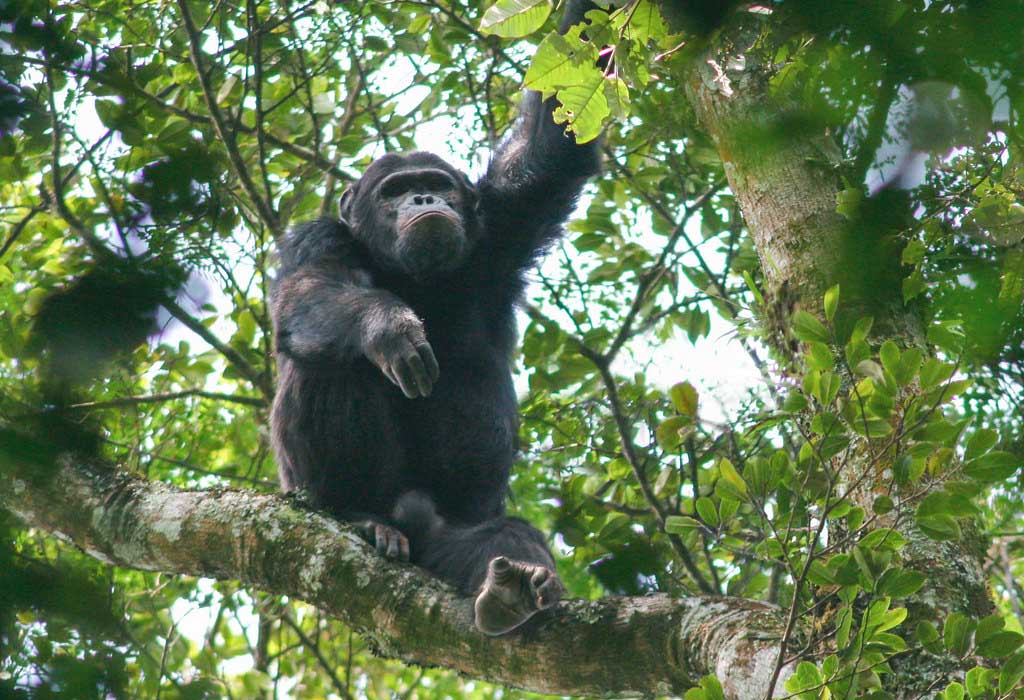 7 Days Rwanda Thrilling Safari