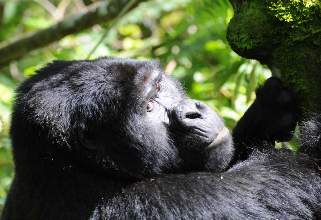 7 Days Triple Gorilla Trekking Safari In Uganda Rwanda and DRCongo