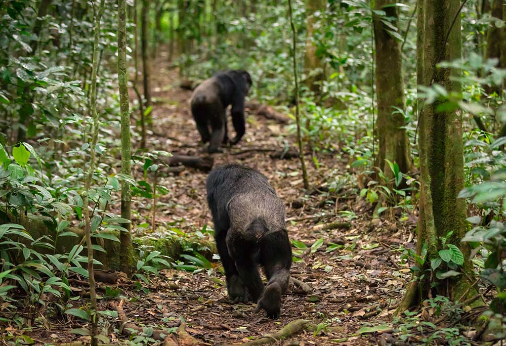 7 Days Uganda Congo Safari