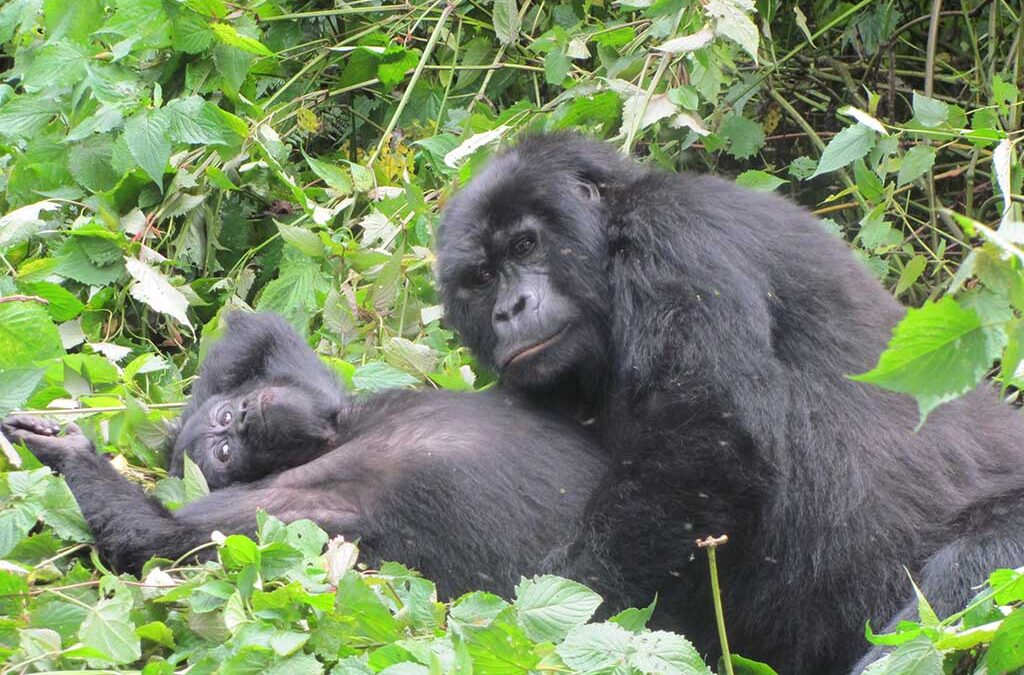 Gorillas in Uganda