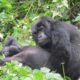 Gorillas in Uganda